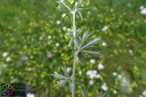 potentilla argentea.jpg_product_product